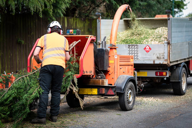 How Our Tree Care Process Works  in  Armona, CA